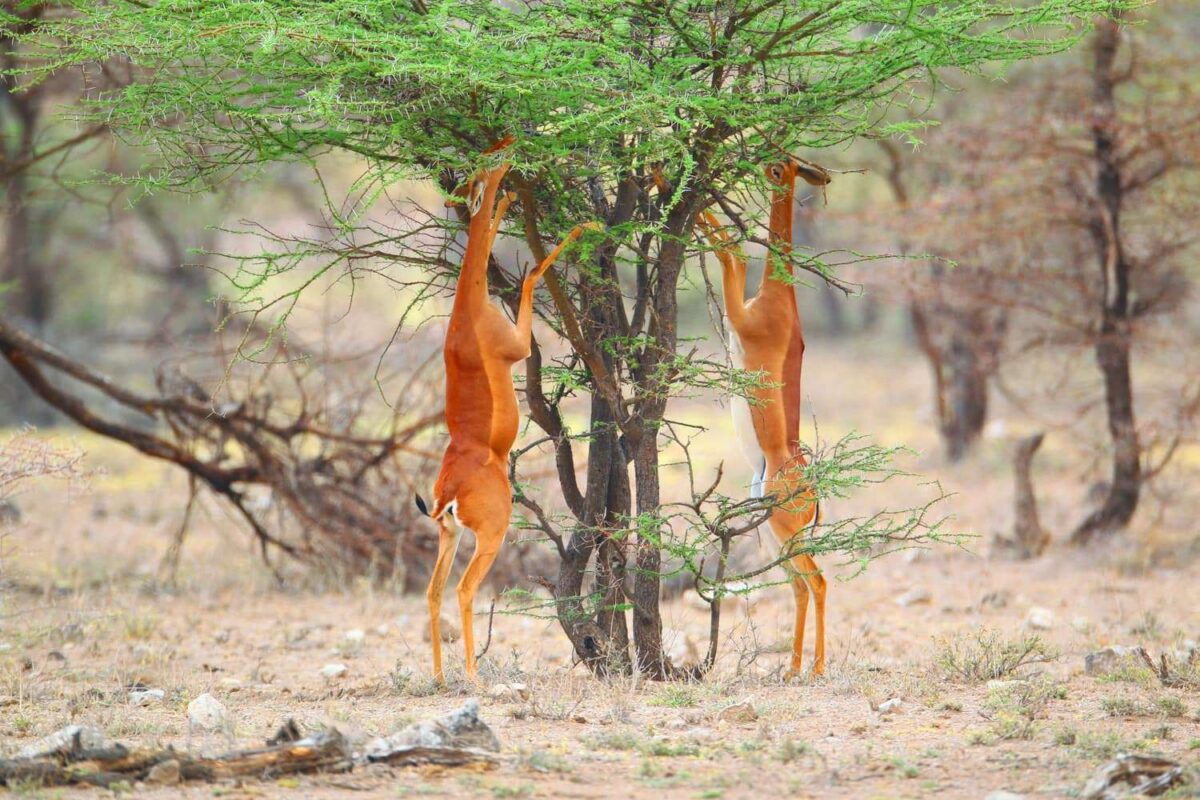 Gerenuk Antelope, one of Samburu's Special five!