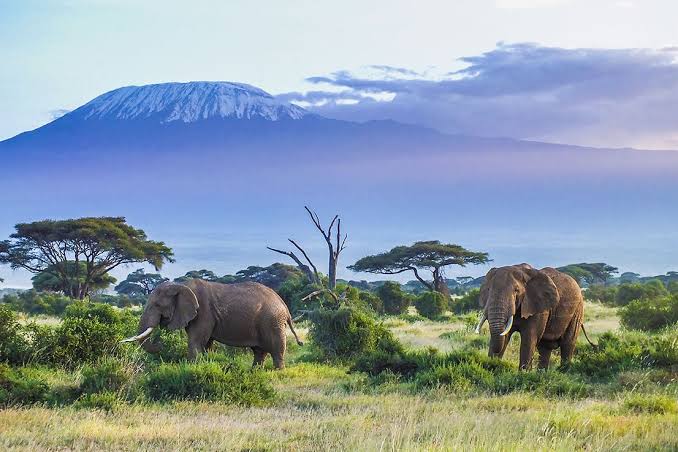 A UNESCO World Heritage site -Kilimanjaro National Park