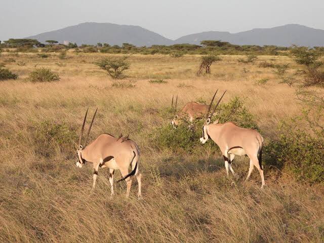 Oryx among the Samburu's uniqueness