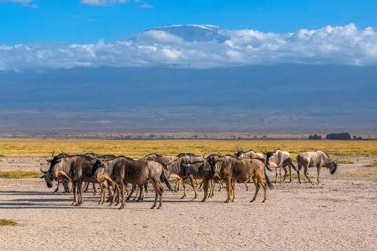 A UNESCO Worldd Heritage site - Kilimanjaro National Park