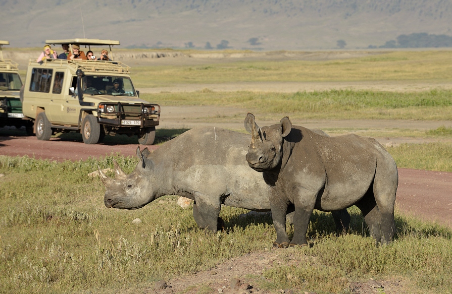 Ngorongoro, and Serengeti wildlife safaris