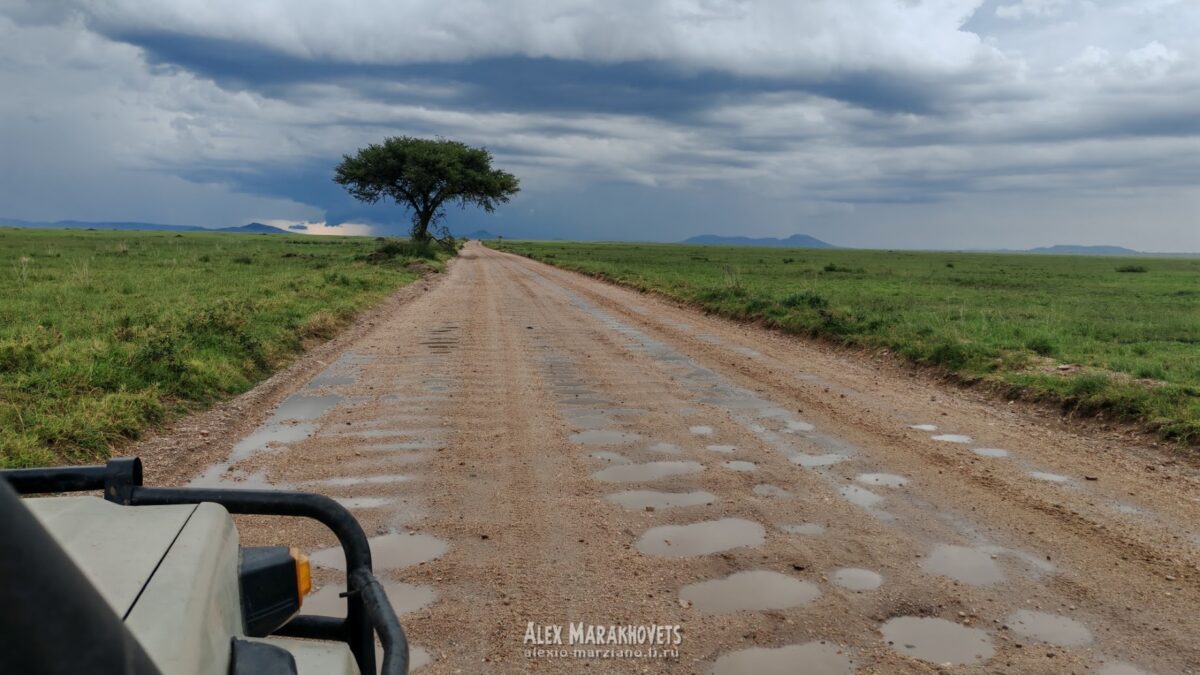 Stunning view vast Serengeti plains Tanzania showcasing