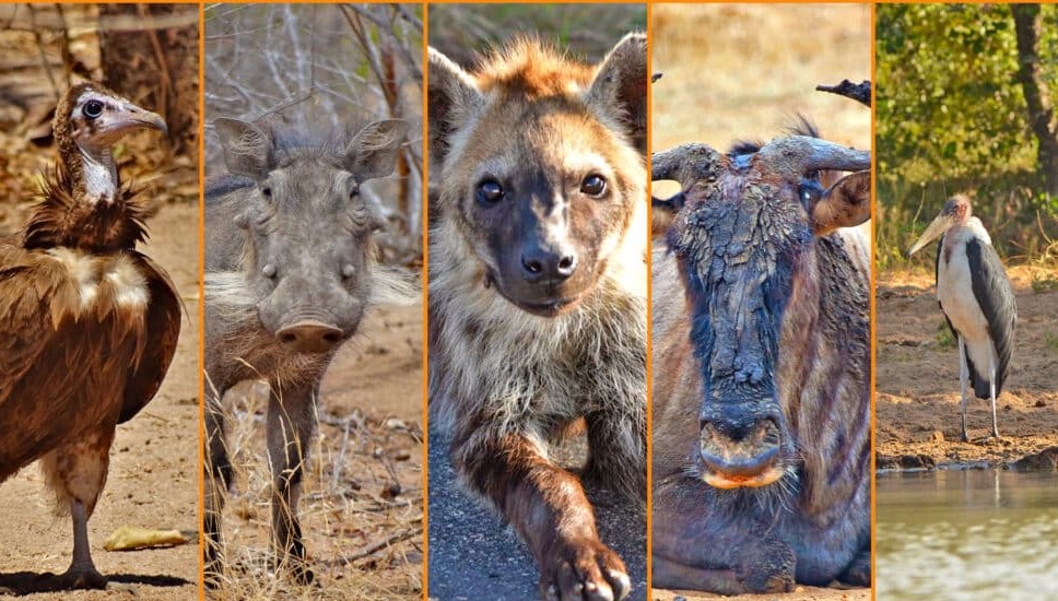 The Facinating Ugly Five Animals of East Africa