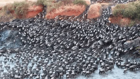 Masaai Mara wildebeest River Crossing