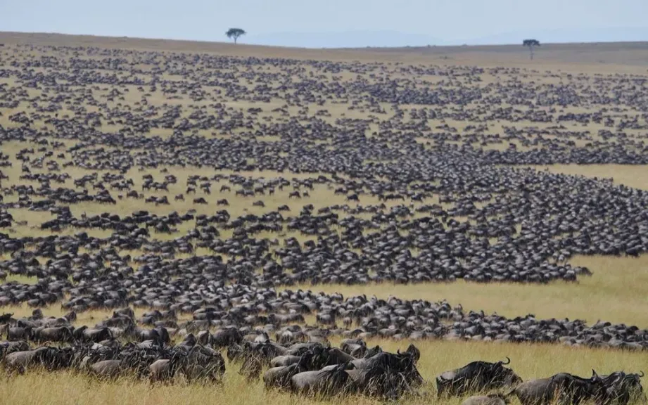 Hundreds and thousands of Wildebeests in Masaai Mara National reserve