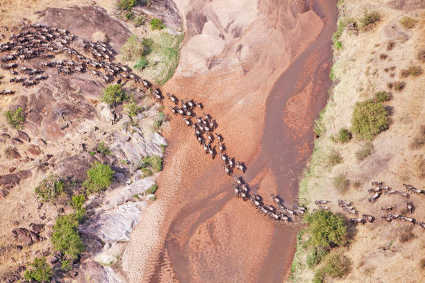Wildebeest migration. Up to 1.5 million wildebeest move through Masai Mara National Reserve. Kenya