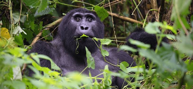 Gorilla in Volcanoes National Park Rwanda